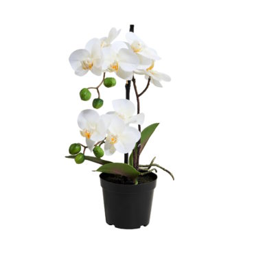 FLORISTA Orchidee im Topf 35... 